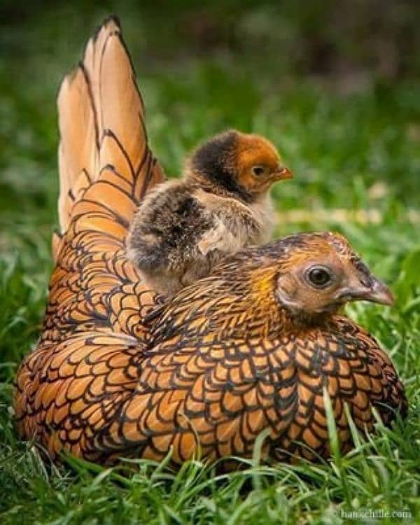 Australorp | Fancy Hens | English Game | Chicks | Murghy 2