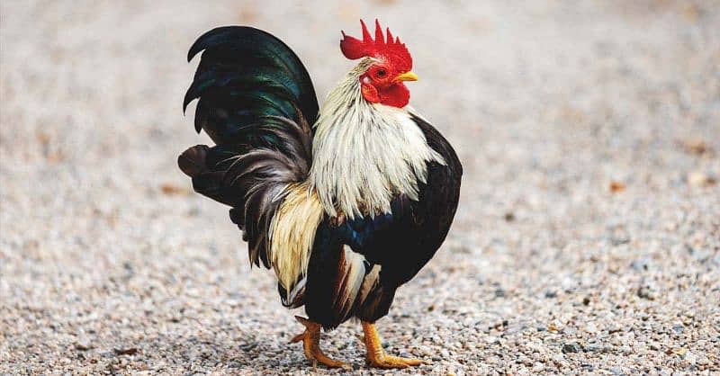 Australorp | Fancy Hens | English Game | Chicks | Murghy 4