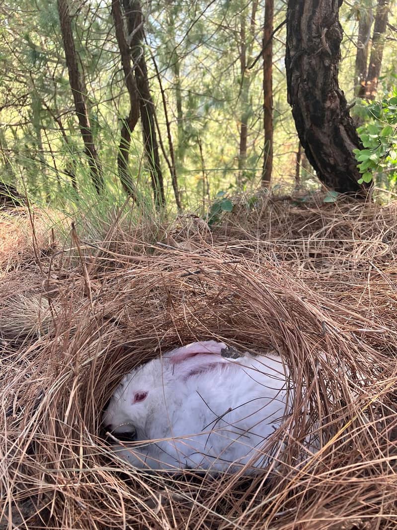 New Zealand White Breeder Pair of 12 months Age 0