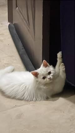 white persian cat for sale (triple coat)