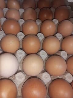 Desi eggs for sale