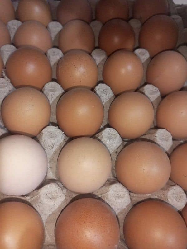 Desi eggs for sale 0