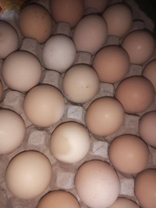 Desi eggs for sale 1