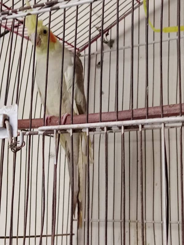 Cockatiel Pair 0