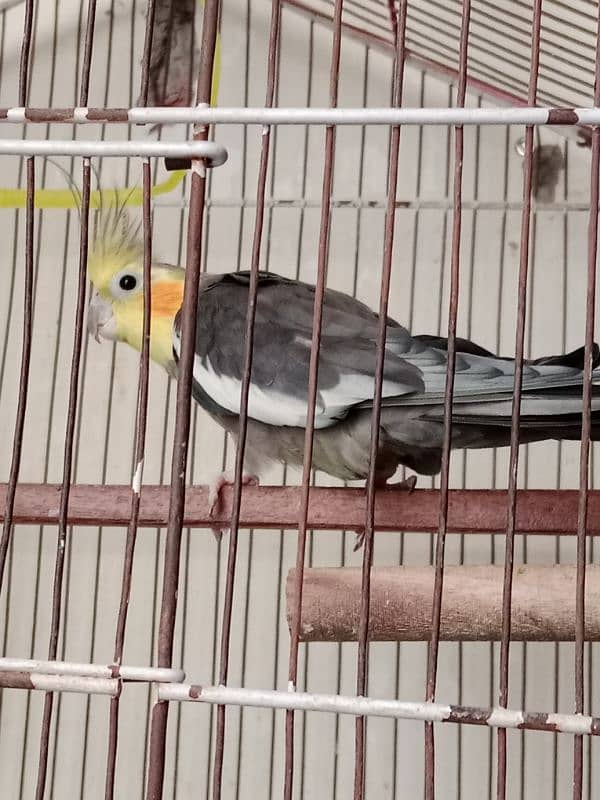 Cockatiel Pair 1