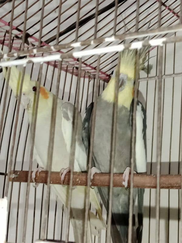 Cockatiel Pair 2