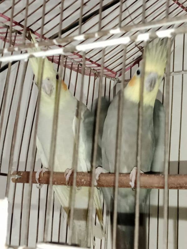 Cockatiel Pair 3