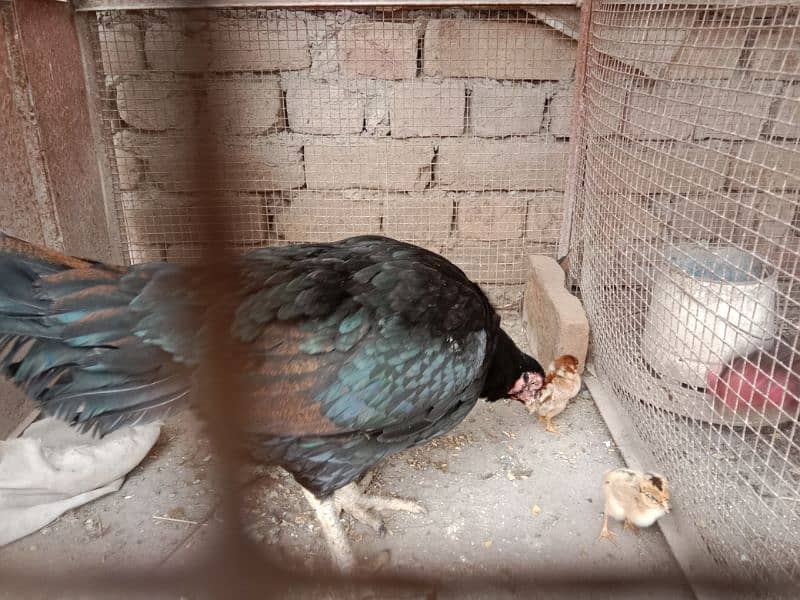 Pure shamo aseel chicks with black aseel hen 1