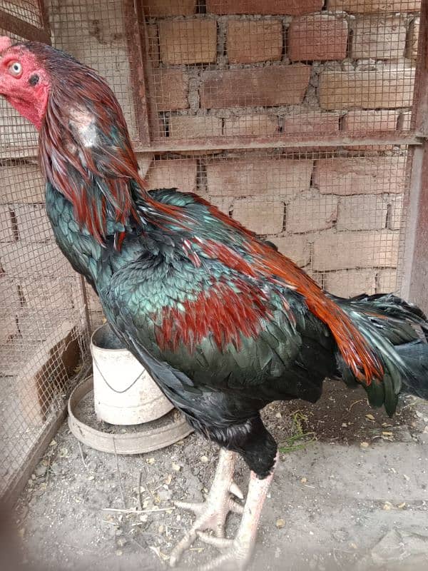 Pure shamo aseel chicks with black aseel hen 3