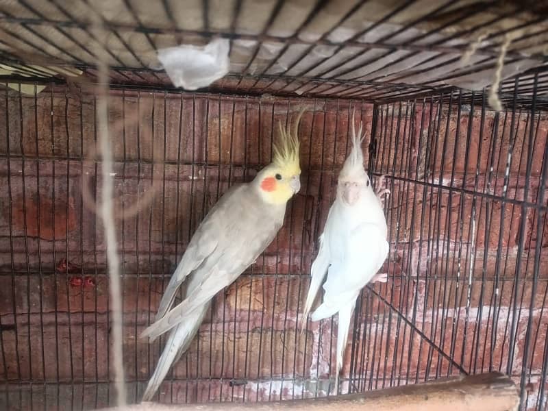 Eno red eyes female breeder and gray fully adult male 0