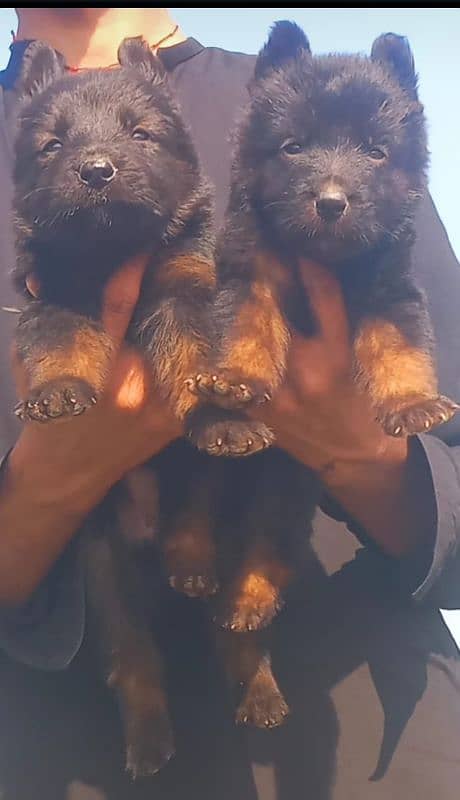 Black German Shepherd Pair | German Shepherd Long Coat Puppies 0