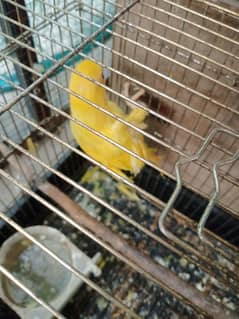 yellow ringneck available for urgent sale