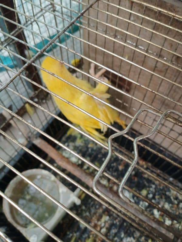 yellow ringneck available for urgent sale 1