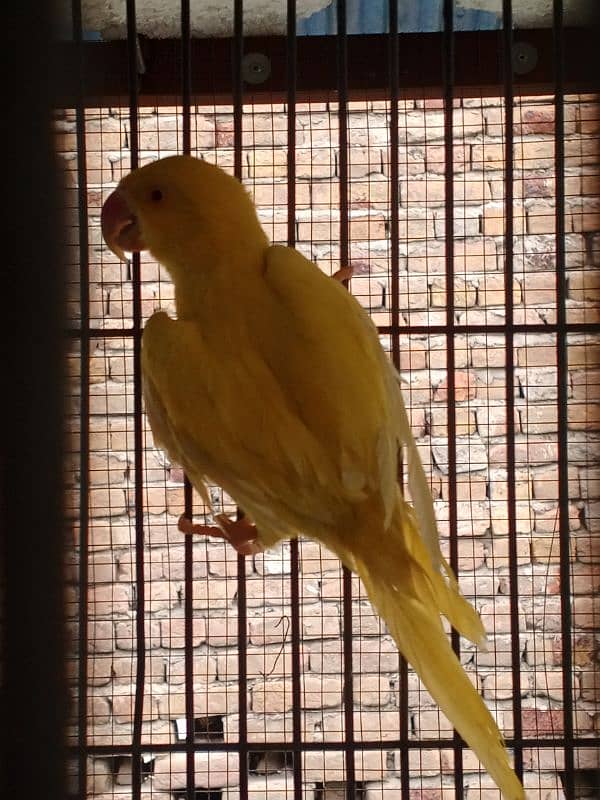 yellow ringneck available for urgent sale 2