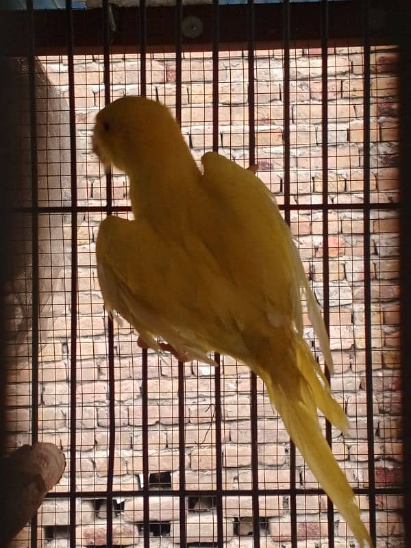 yellow ringneck available for urgent sale 3