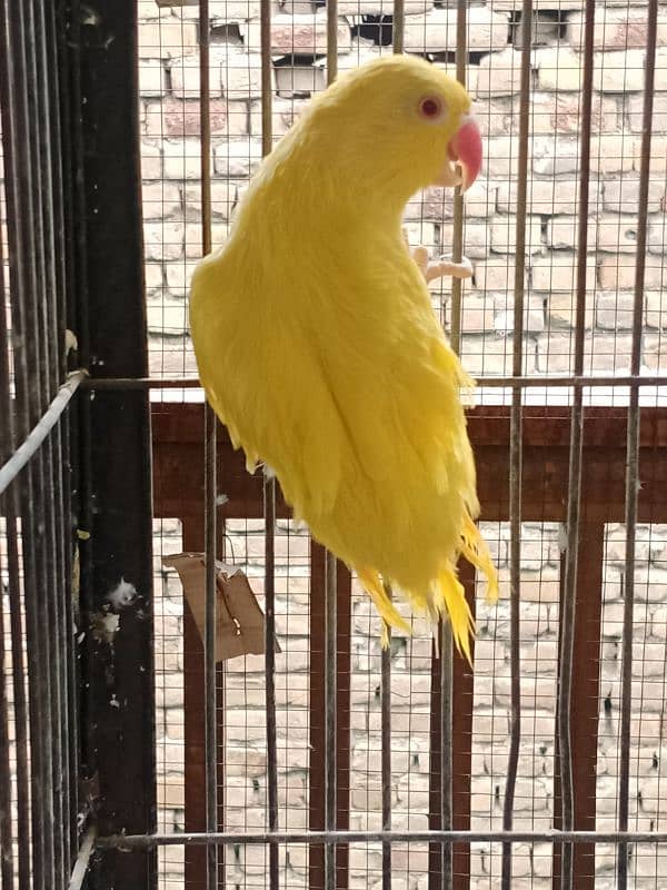 yellow ringneck available for urgent sale 4