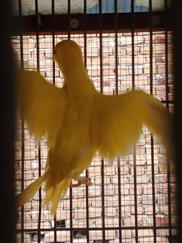 yellow ringneck available for urgent sale 5