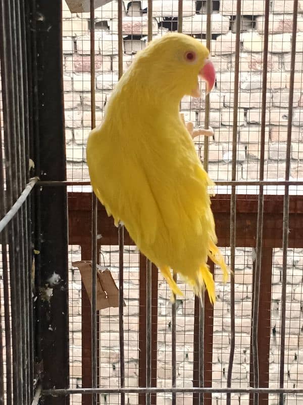 yellow ringneck available for urgent sale 6