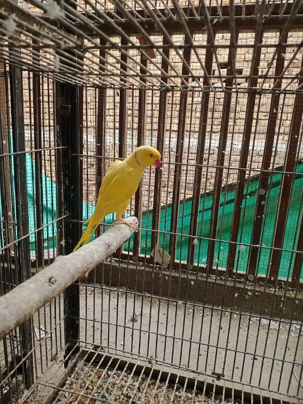 yellow ringneck available for urgent sale 7