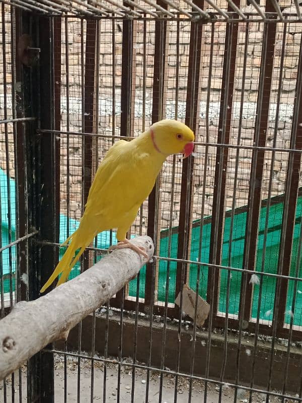 yellow ringneck available for urgent sale 8