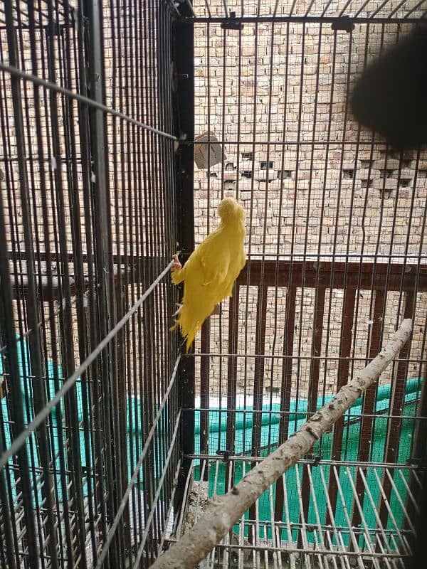 yellow ringneck available for urgent sale 9