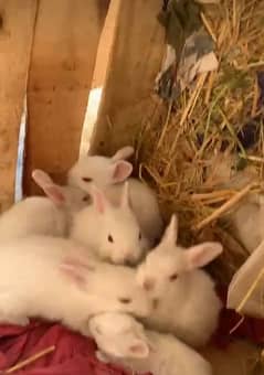 red eyes rabbit bunie 2 month age