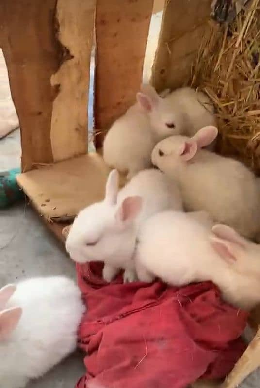 red eyes rabbit bunie 2 month age 1