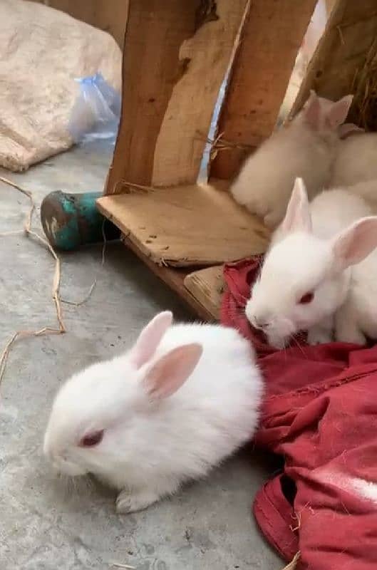 red eyes rabbit bunie 2 month age 2