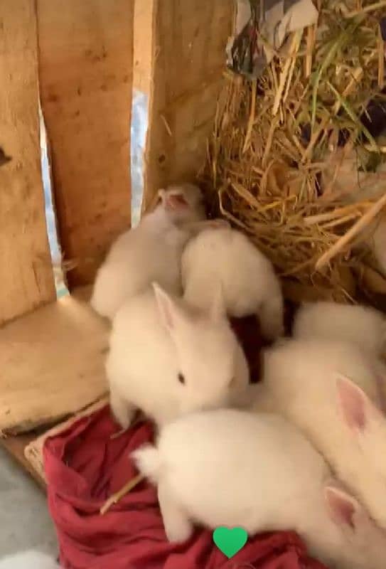 red eyes rabbit bunie 2 month age 3