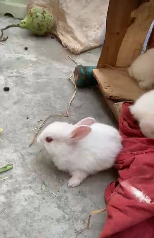 red eyes rabbit bunie 2 month age 4