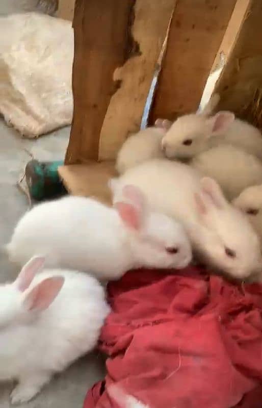 red eyes rabbit bunie 2 month age 5