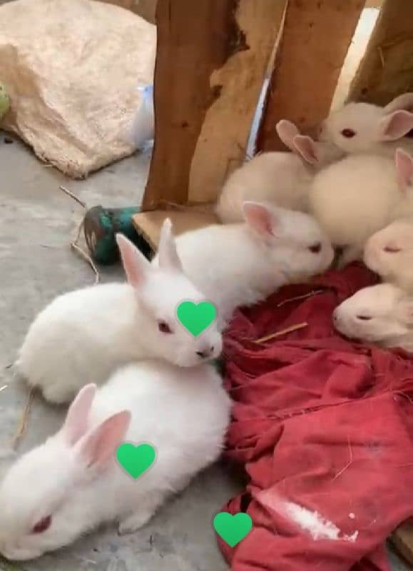 red eyes rabbit bunie 2 month age 6