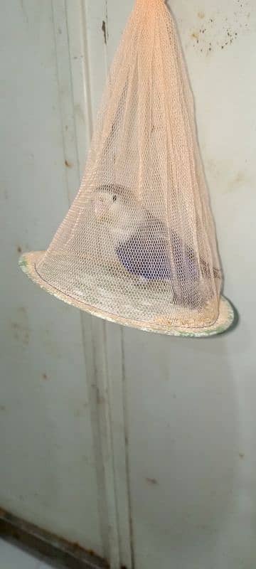 Blue Fisher split ino Lovebird Male for sale 1