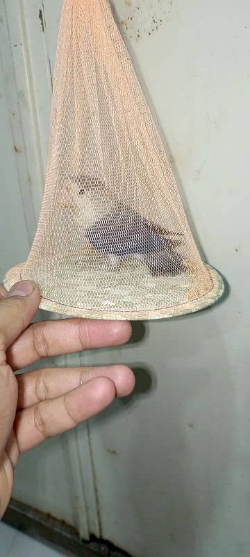 Blue Fisher split ino Lovebird Male for sale 2