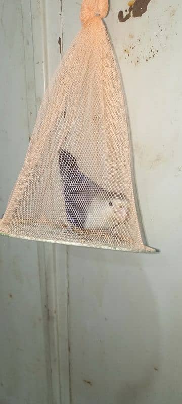 Blue Fisher split ino Lovebird Male for sale 3