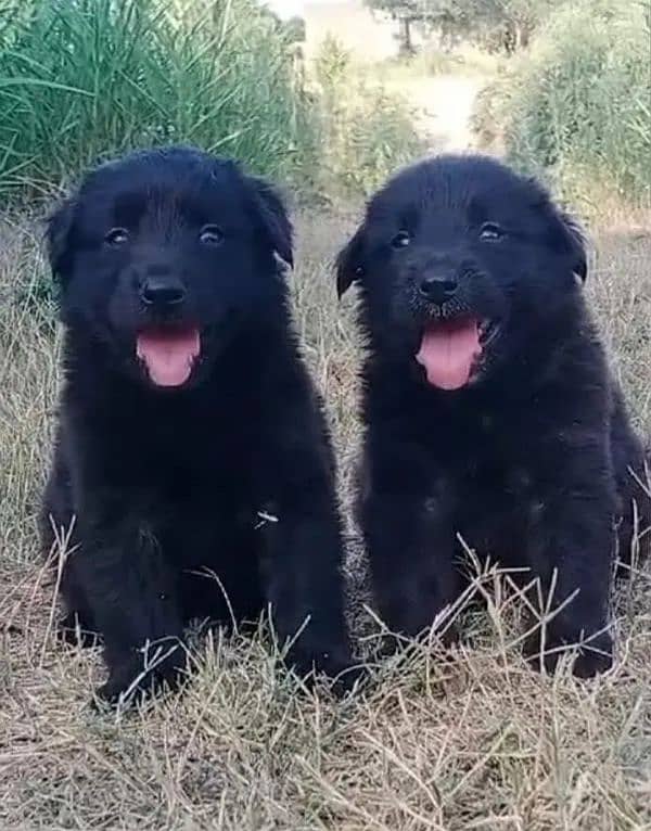 Black German Shepherd Pair | German Shepherd Long Coat Puppies 0