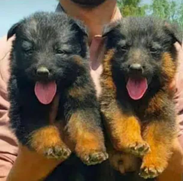 Black German Shepherd Pair | German Shepherd Long Coat Puppies 1