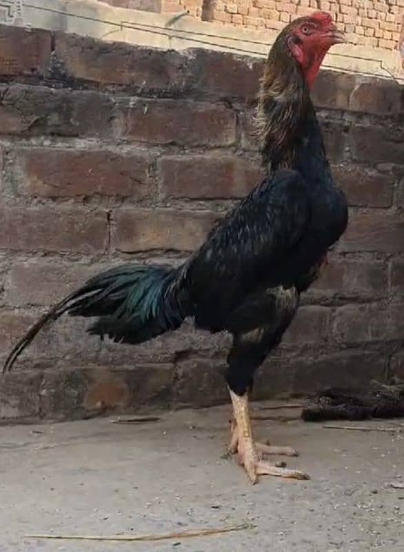 shamo female granted eggs laying and a male and a patha for sale 0