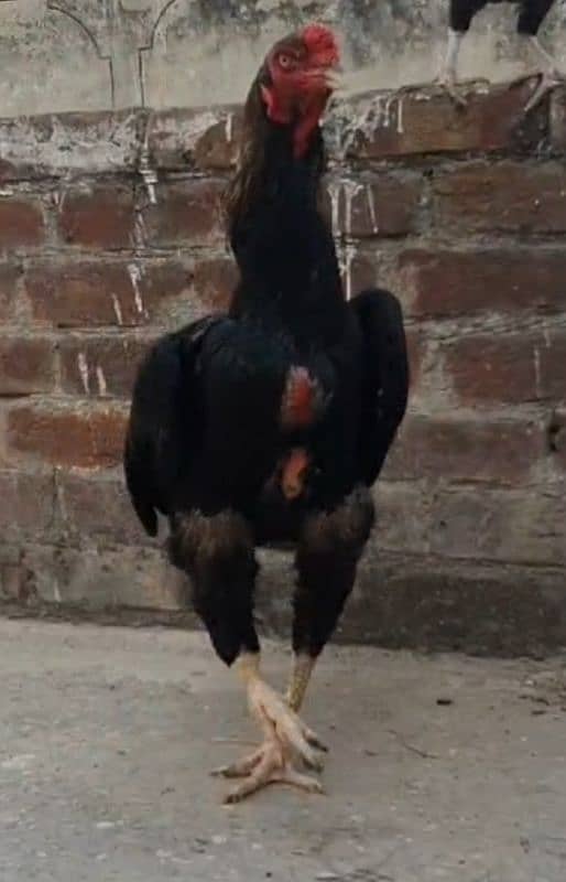 shamo female granted eggs laying and a male and a patha for sale 1