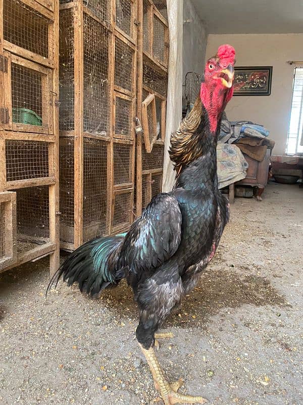 shamo female granted eggs laying and a male and a patha for sale 2