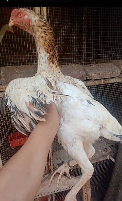 shamo female granted eggs laying and a male and a patha for sale 4