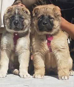 kurdish kangal and Alabai best security dog puppies available