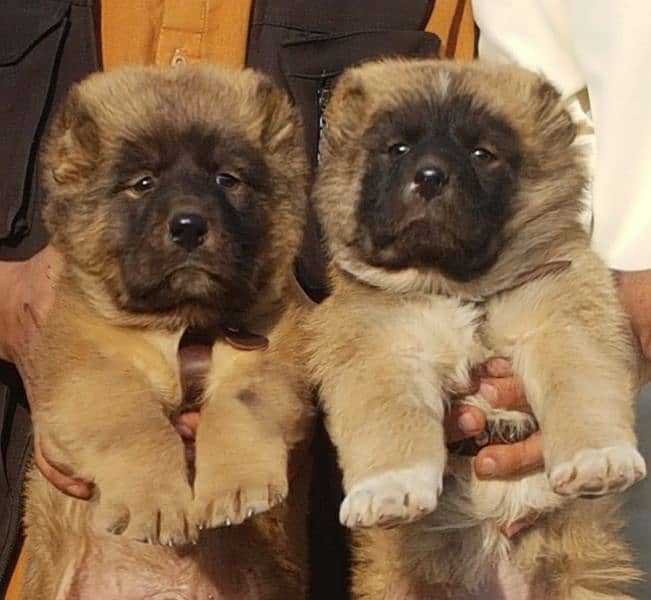 kurdish kangal and Alabai best security dog puppies available 2