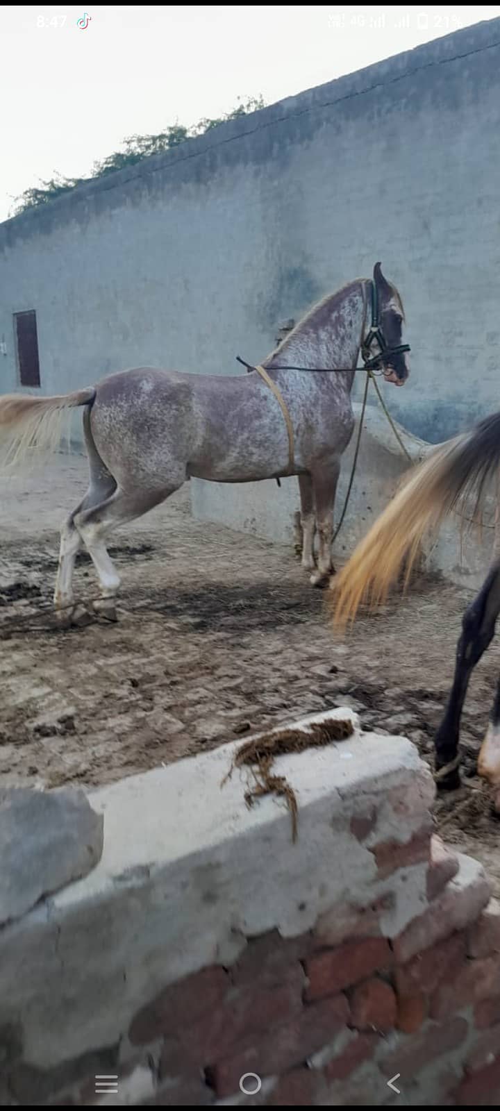 Horse for Sale 1