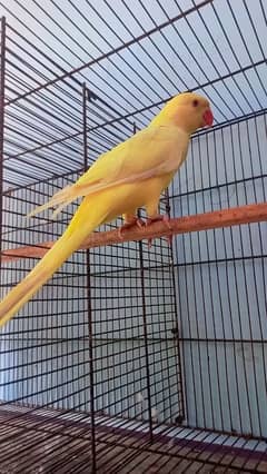 Yellow Ring Neck Patha For Sell