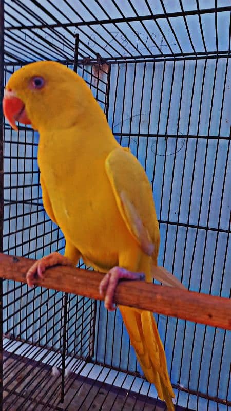 Yellow Ring Neck Patha For Sell 1