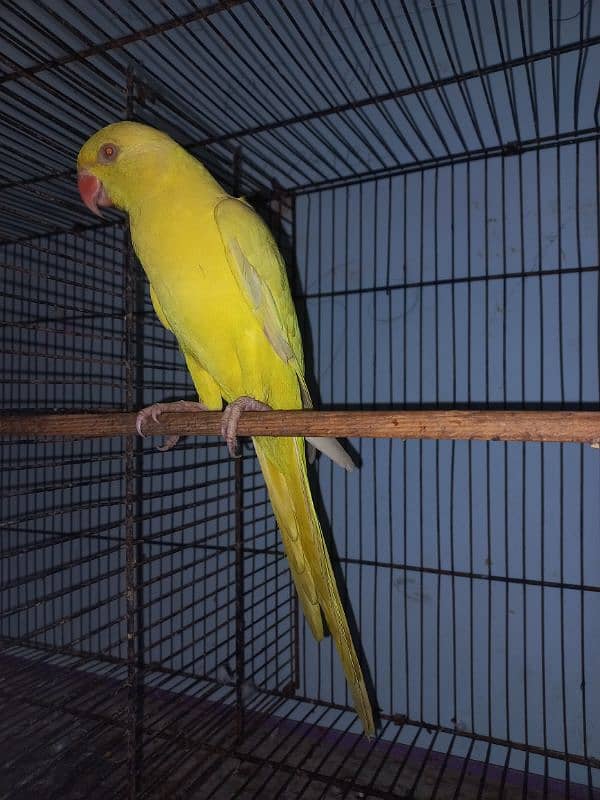 Yellow Ring Neck Patha For Sell 2