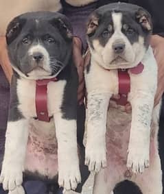 security dogs king alabai pair 2 months for sale