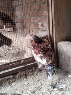 Aseel hens (murgiyan)