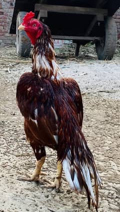 Health beautiful bird